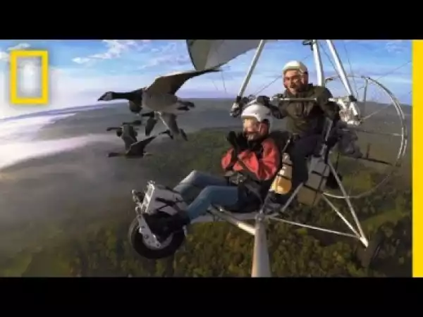 Video: Soar Alongside Migrating Birds—and the Man Who Flies With Them
